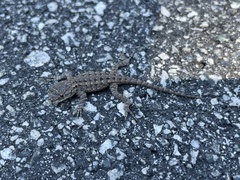 Sceloporus occidentalis bocourtii