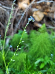 Myosotis sylvatica