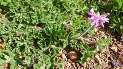 Pelargonium capitatum