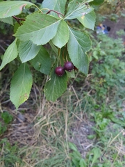 Crataegus douglasii