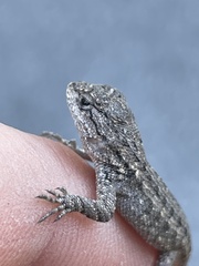 Sceloporus occidentalis bocourtii