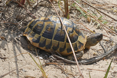Testudo hermanni