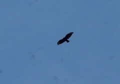 Buteo brachyurus