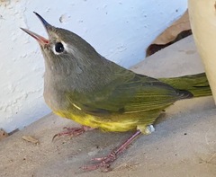 Geothlypis tolmiei