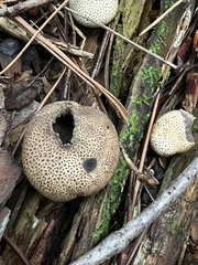 Scleroderma citrinum