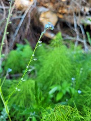 Myosotis sylvatica