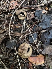 Scleroderma citrinum