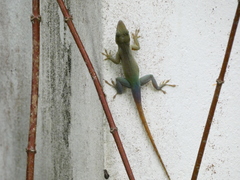 Anolis grahami