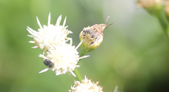 Penthobruchus germaini