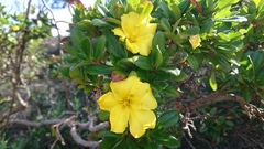 Hibbertia cuneiformis