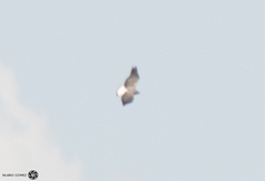 Geranoaetus albicaudatus