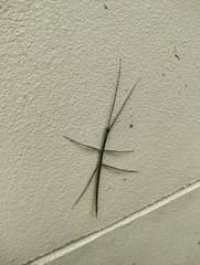 Clitumninae