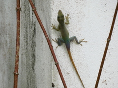 Anolis grahami