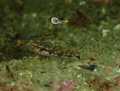 Pomatoschistus pictus