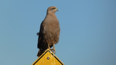 Buteogallus meridionalis