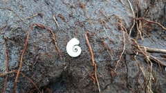 Spirula spirula