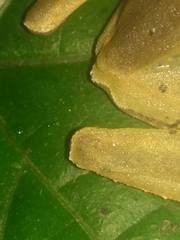 Polypedates occidentalis