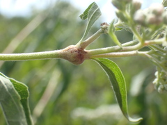 Neolasioptera perfoliata