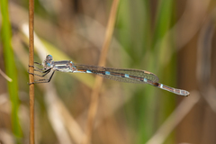 Austrolestes leda
