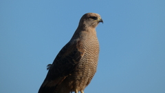 Buteogallus meridionalis