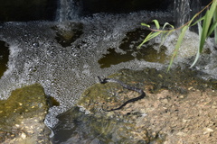 Nerodia fasciata pictiventris