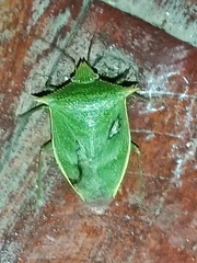 Loxa viridis