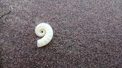 Spirula spirula