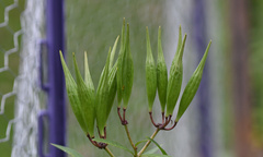 Asclepias incarnata