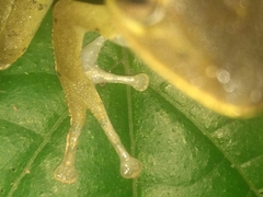 Polypedates occidentalis