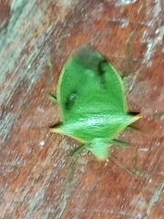 Loxa viridis