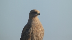 Buteogallus meridionalis