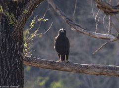 Buteogallus urubitinga