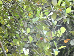 Setophaga discolor