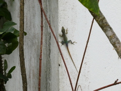Anolis grahami