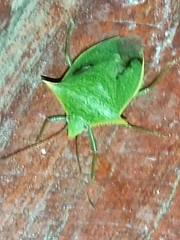 Loxa viridis