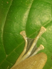 Polypedates occidentalis