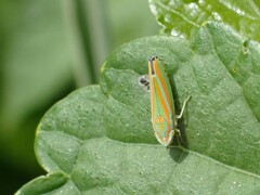 Graphocephala versuta