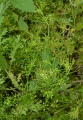 Cyclospermum leptophyllum