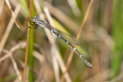 Austrolestes leda