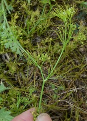 Cyclospermum leptophyllum