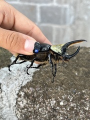 Dynastes hyllus