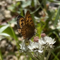 Tharsalea dorcas sangremar