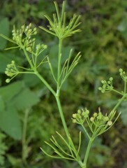 Cyclospermum leptophyllum