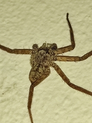 Selenops mexicanus