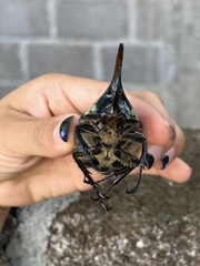 Dynastes hyllus