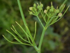 Cyclospermum leptophyllum