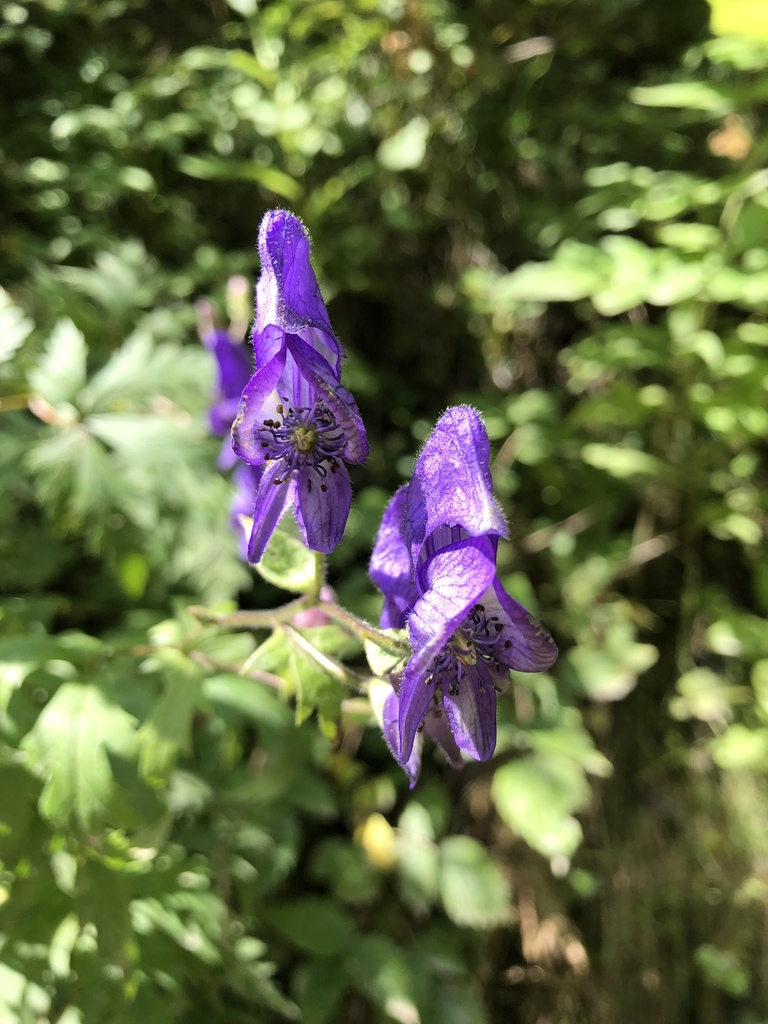 Monkshood