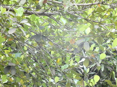 Setophaga discolor