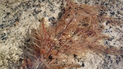 Sargassaceae