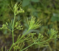 Cyclospermum leptophyllum